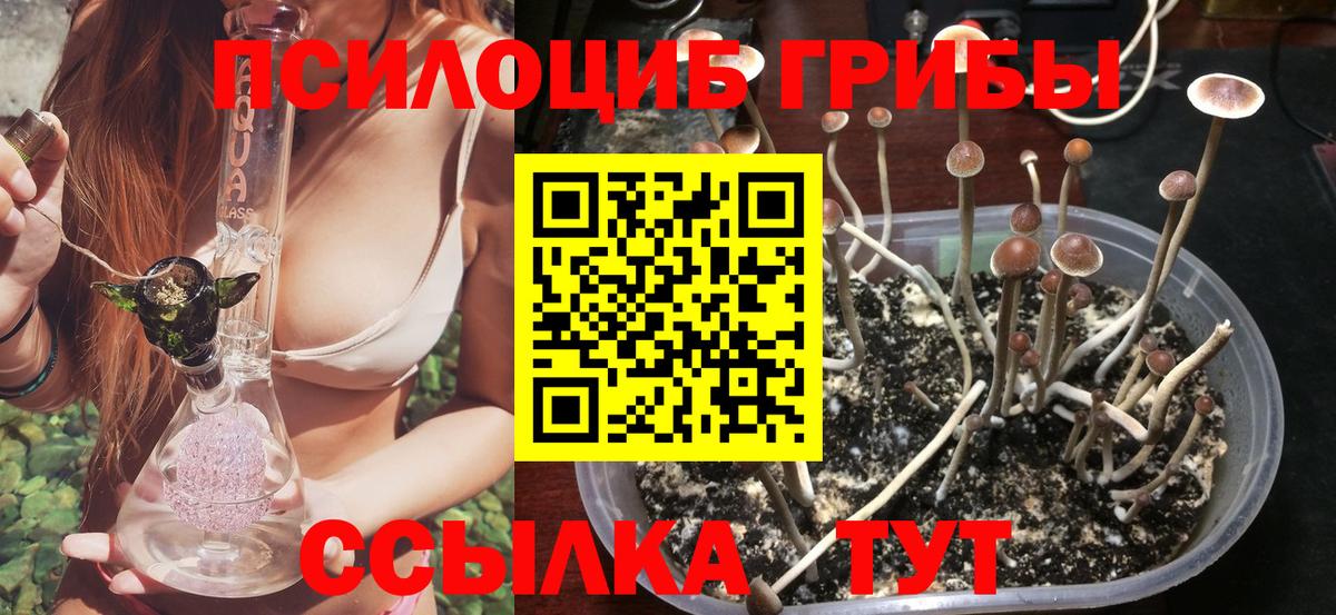 Галлюциногенные грибы Psilocybine cubensis Элиста