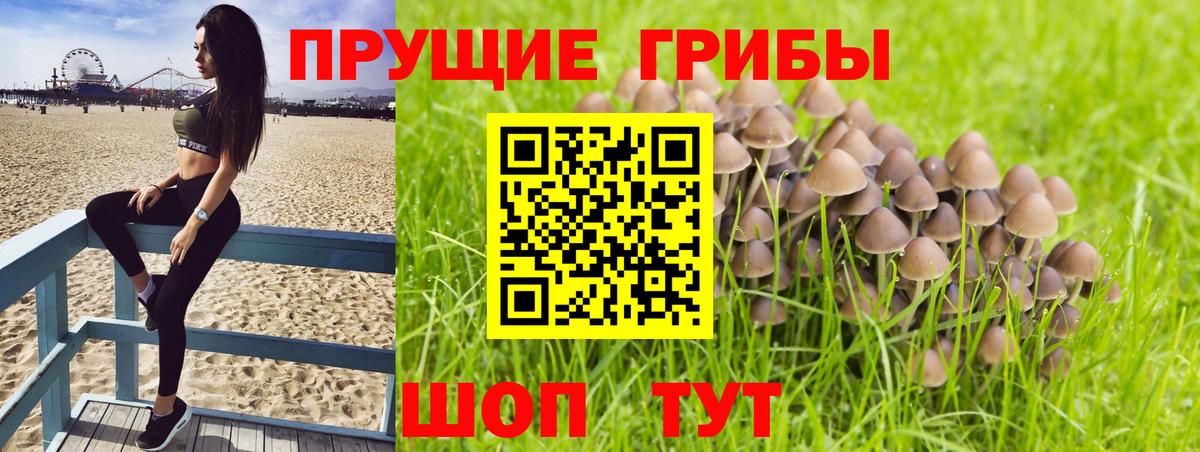 Элиста  Галлюциногенные грибы Cubensis  цены наркотик  Вход с VPN 